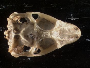 Media type: image;   Herpetology R-184660
